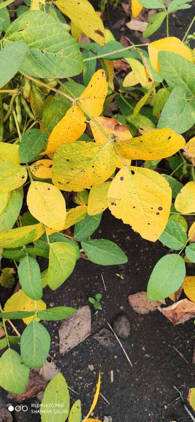 Alternaria Leaf Spot of Soybean - Soybean