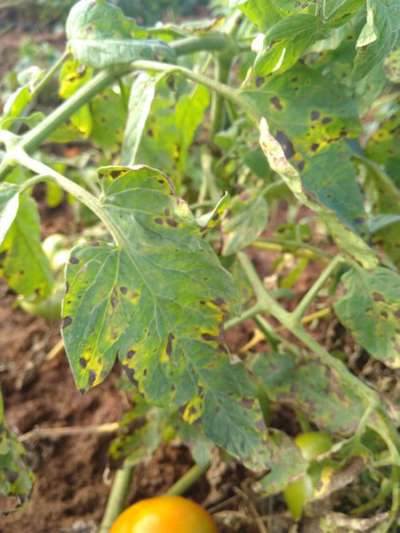 Early Blight - Tomato