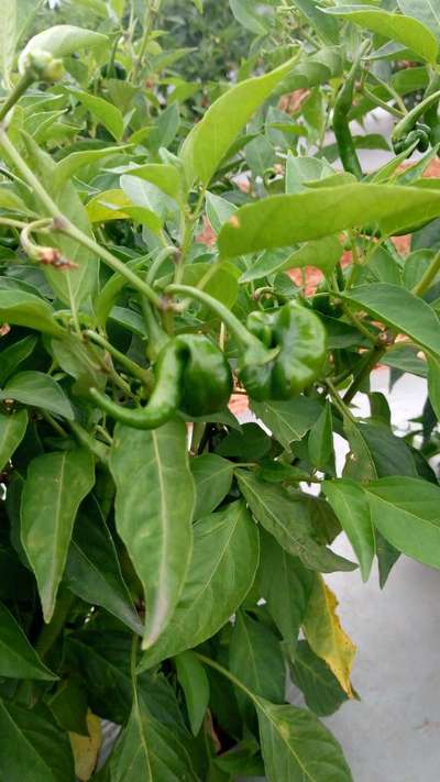 Boron Deficiency - Capsicum & Chilli