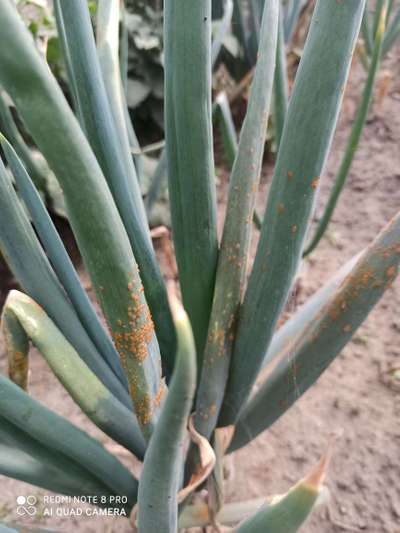 Leek Rust - Onion