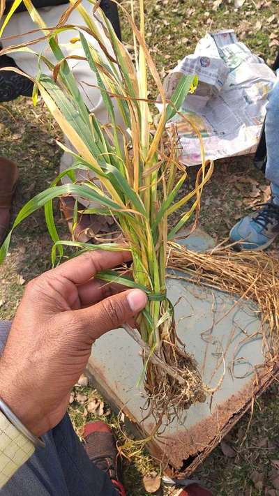 Septoria Tritici Blotch - Wheat