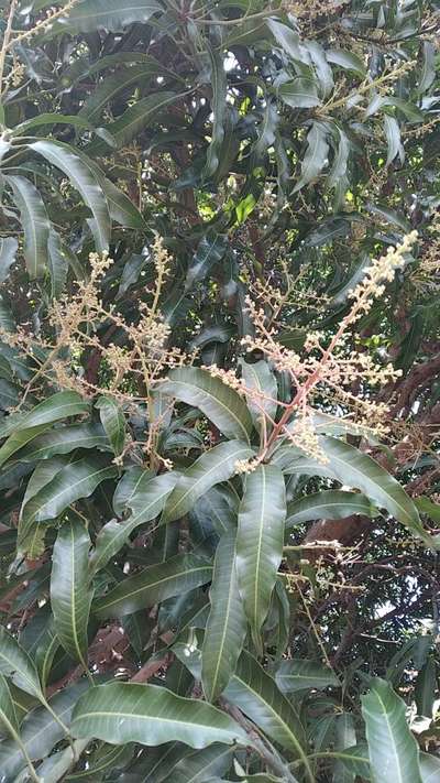 ತಂಬಾಕು ಕ್ಯಾಟರ್ಪಿಲ್ಲರ್ - ಮಾವು