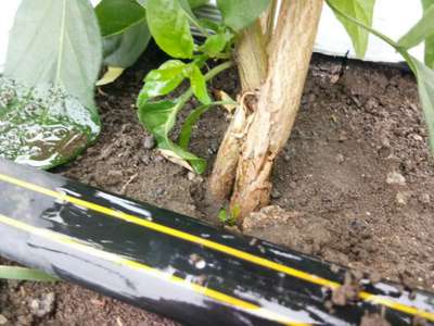 Foot and Collar Rot - Capsicum & Chilli