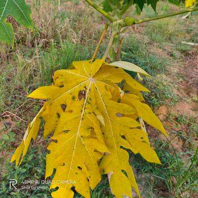 Papaya Brown Spot - Papaya