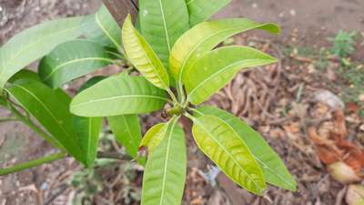 Iron Deficiency - Mango