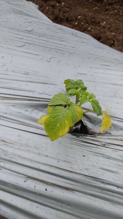 Nitrogen Deficiency - Tomato