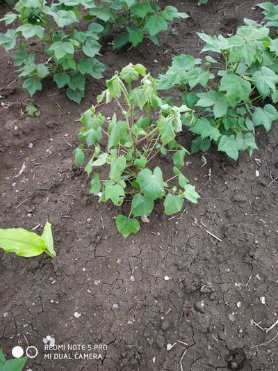 Fusarium Wilt - Cotton