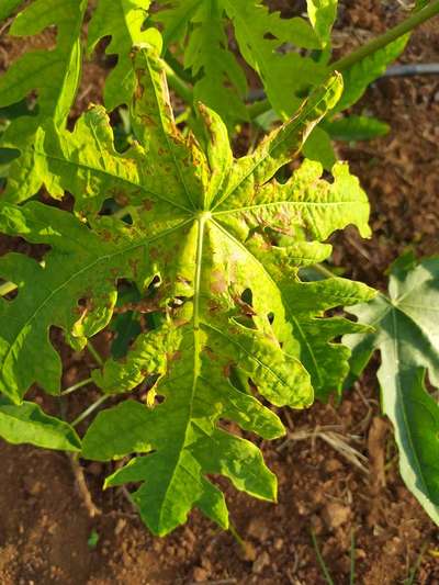 Magnesium Deficiency - Papaya