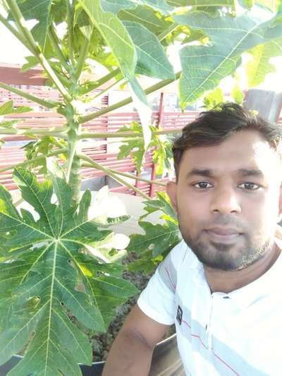 স্বাস্থ্যবান ফসল - পেঁপে