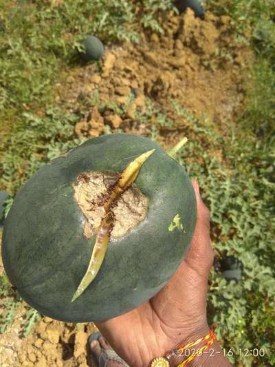 Calcium Deficiency - Melon