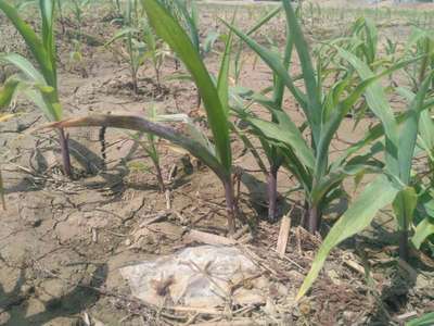 Phosphorus Deficiency - Maize