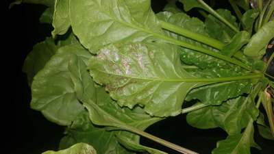 Thrips - Lettuce