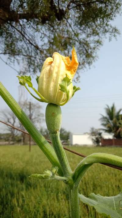 कलिंगडावरील फळमाशी - लाल भोपळा