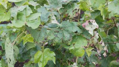 Anthracnose of Cotton - Cotton