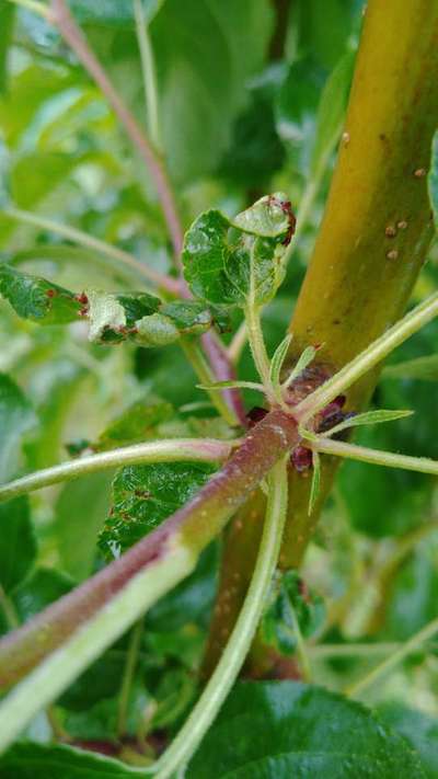 Peach Leaf Curl - Apple