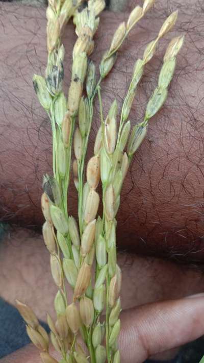 Bacterial Panicle Blight - Rice