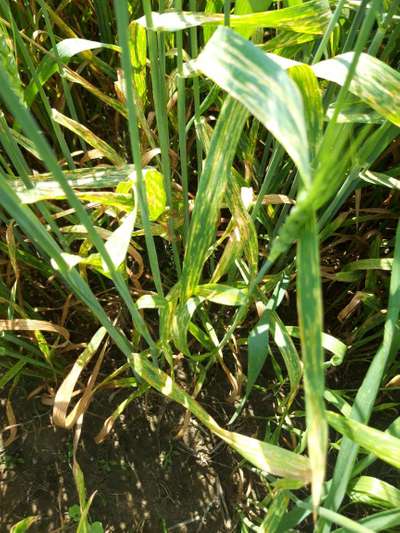 Septoria Tritici Blotch - Wheat