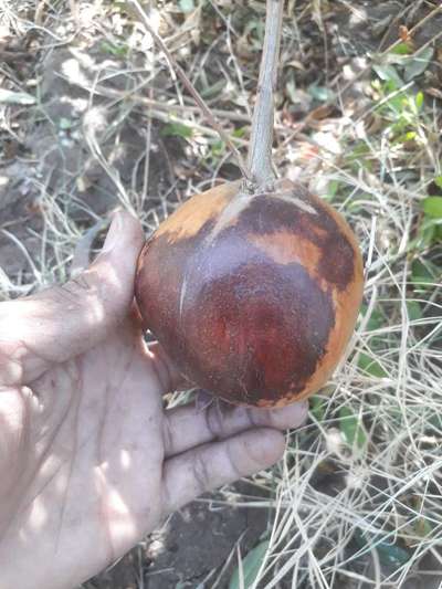 Anthracnose of Pomegranate - Pomegranate