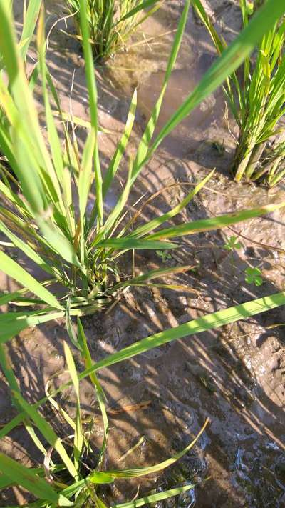 Brown Spot of Rice - Rice