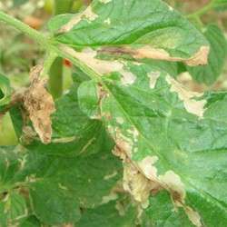 Tomato Leaf Miner - Tomato