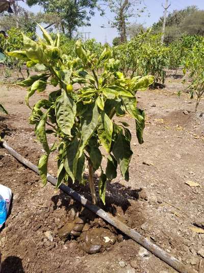 Chilli Leaf Curl Virus - Capsicum & Chilli