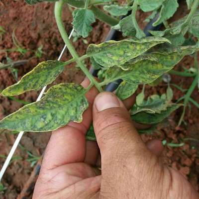 Mancha-de-septoria / Septoriose - Tomate