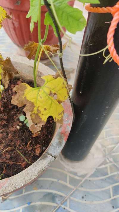 Leaf Blight of Cucurbits - Cucumber