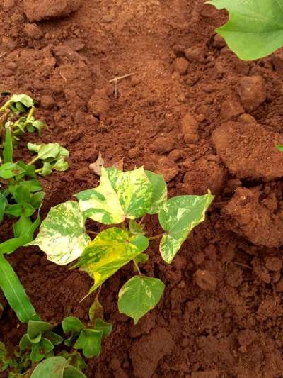 Leaf Variegation - Cotton