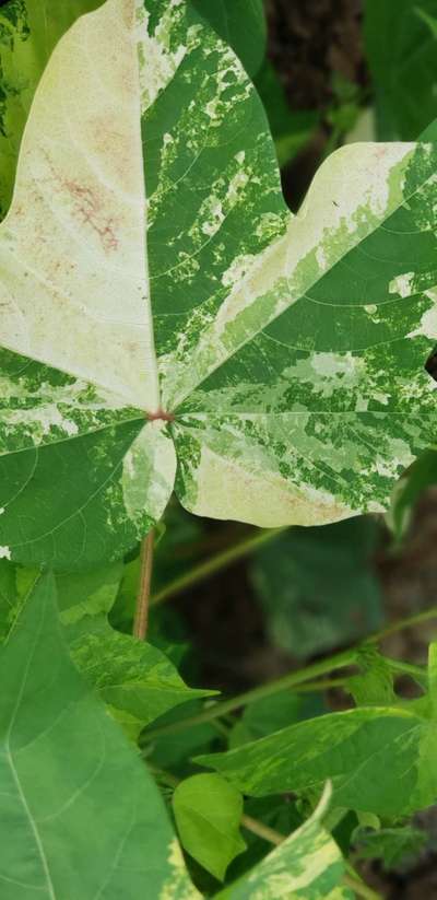 Leaf Variegation - Cotton