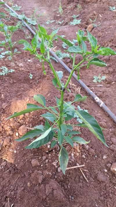 ಥ್ರಿಪ್ಸ್ ನುಸಿ - ದಪ್ಪ ಮೆಣಸಿನಕಾಯಿ & ಮೆಣಸಿನಕಾಯಿ