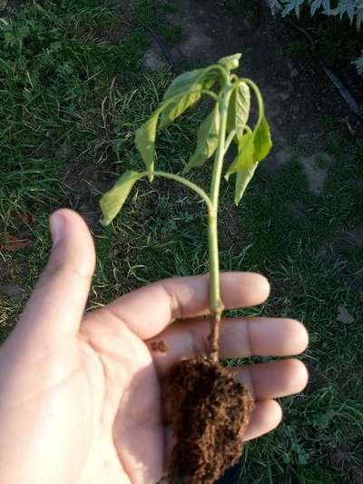 Podredumbre por Rhizoctonia - Capsicum y chile