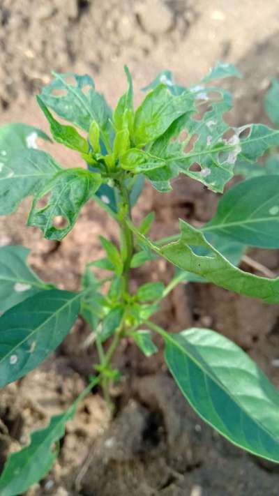 Black Cutworm - Capsicum & Chilli