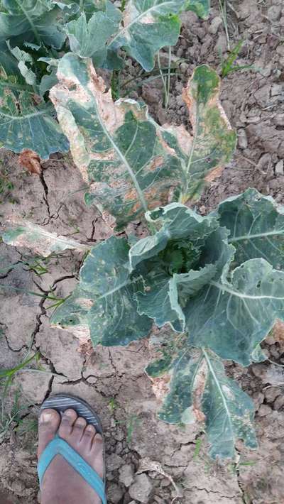 Diamondback Moth - Cabbage