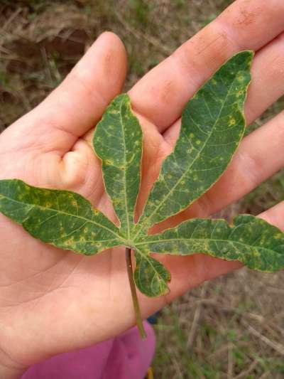 Mancha Bacteriana da Mandioca - Mandioca