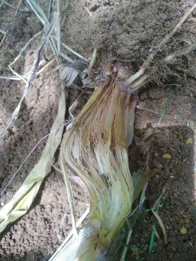 Black Rot of Pineapple - Maize