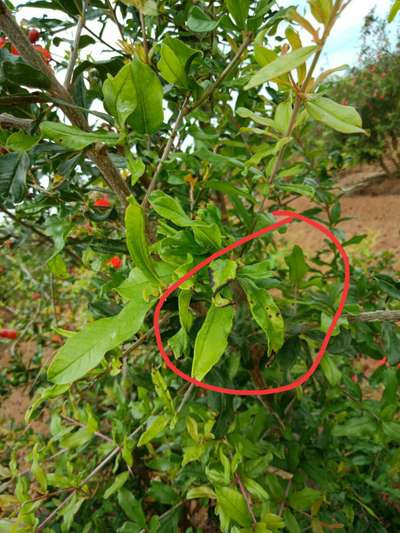 Alternaria Black Spot and Fruit Rot - Pomegranate