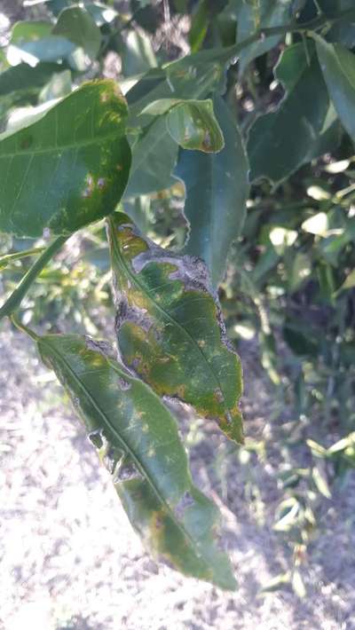 Citrus Leaf Miner - Citrus