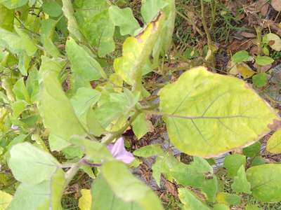 Potassium Deficiency - Brinjal