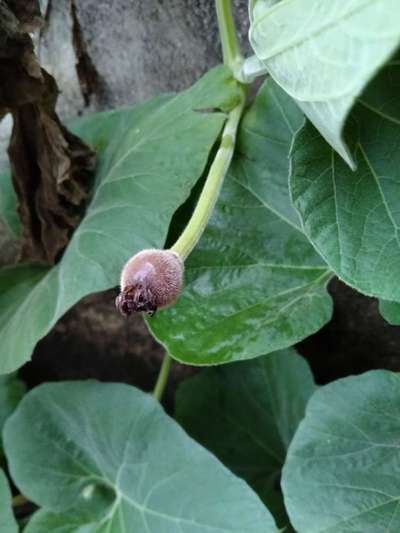 Calcium Deficiency - Pumpkin