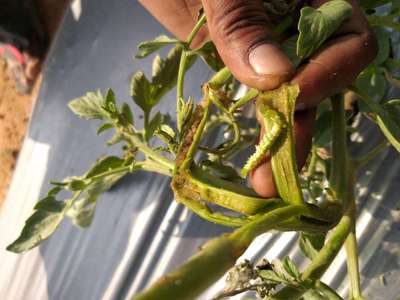 Brinjal Shoot and Fruit Borer - Tomato