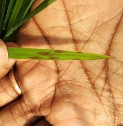 Bacterial Leaf Streak - Rice