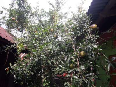 Mediterranean Fruit Fly - Pomegranate