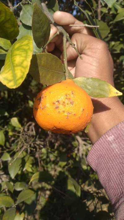 Potassium Deficiency - Citrus