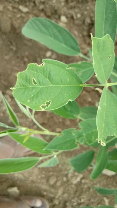 Broad nosed Weevils - Pigeon Pea & Red Gram