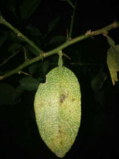 Spider Mites - Citrus