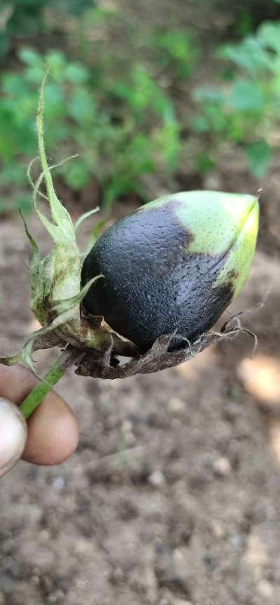 Pink Bollworm - Cotton