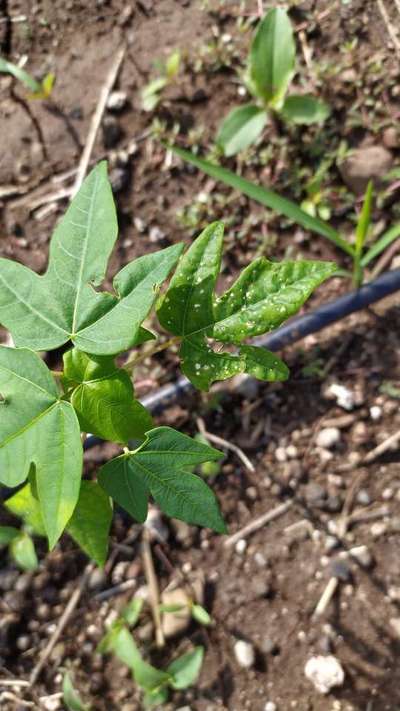 Pesticide Burn - Papaya