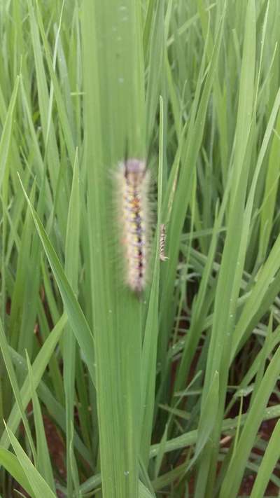 Castor Hairy Caterpillar - Rice