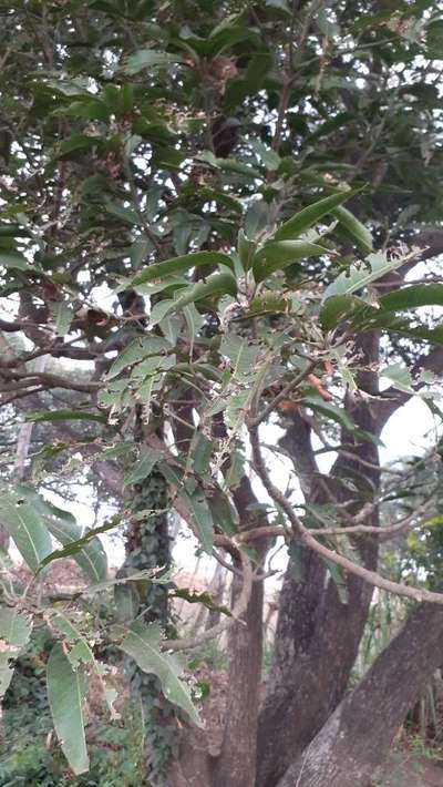 Hairy Caterpillars - Mango