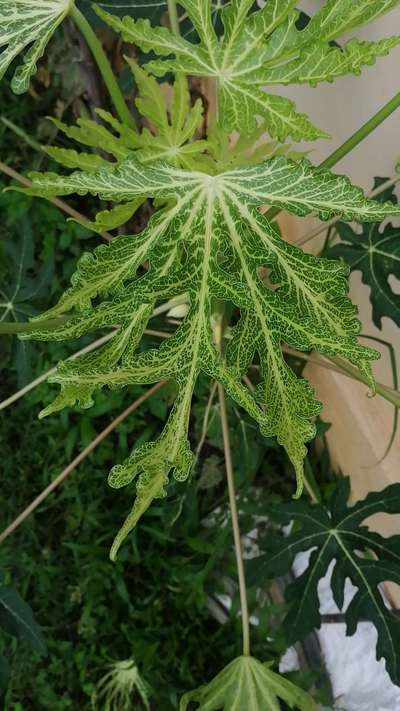 Herbicide Growth Damage - Papaya